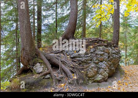 Pin écossais, pin sylvestre (Pinus sylvestris), racines de pin exposées par piétinement et érosion sur un sentier de randonnée, Allemagne, Bavière, Grainau, NSG Eibsee Banque D'Images