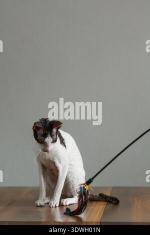 Pure race Cornish Rex chat sur une table en bois avec un jouet. Banque D'Images