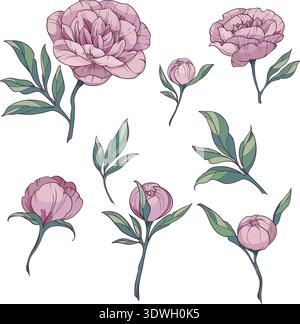 Ensemble éléments floraux pivoines roses. illustration vectorielle sur fond blanc Illustration de Vecteur
