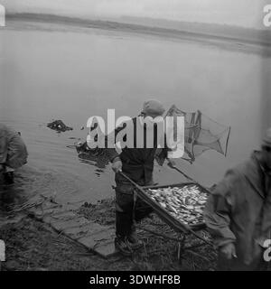 Une photo historique en noir et blanc des années 1970 capture un pêcheur soviétique dans des échassiers transportant une lourde brouette rectangulaire remplie de poisson frais jusqu'à un banc boueux à Donrybkombinat dans le district de Slavyansk, RSS d'Ukraine, URSS. Les filets de pêche flottent dans l'étang brumeux derrière lui pendant qu'il transporte la grosse prise. Cette image d'archives authentique met en évidence le dur labeur manuel de l'aquaculture traditionnelle, le travail d'équipe et le développement de l'industrie alimentaire dans le Donbass pacifique avant la guerre, reflétant la croissance agricole. Banque D'Images