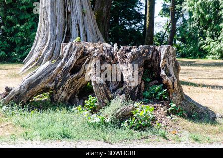 Tronc d'arbre en décomposition séché dans un parc avec des arbres verts assortis Banque D'Images