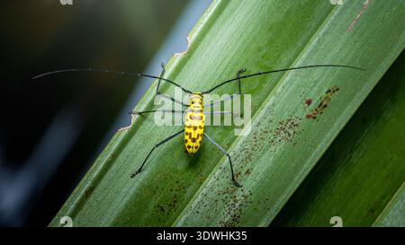 Coléoptère jaune avec des taches noires et de longues antennes perchées sur une feuille vert vif, macro détaillée montrant un motif exotique et une texture. Photographie Banque D'Images