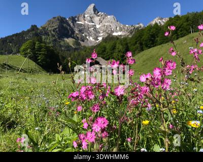 Beau paysage de montagne de printemps à Kiental dans l'Oberland bernois, Suisse. Les roses alpines rouge vif fleurissent dans les prairies alpines verdoyantes. Banque D'Images