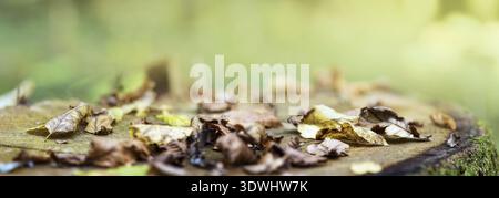 Chute. Les feuilles colorées tombées reposent sur la vieille souche de chêne. Fond naturel, format de bannière Banque D'Images