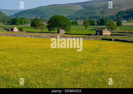 Vibrant champ de papillons jaunes s'étend à travers le premier plan du paysage Littondale Banque D'Images