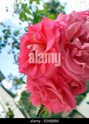 beau gros bourgeon de roses roses roses. près de laquelle une abeille vole contre le ciel. Banque D'Images