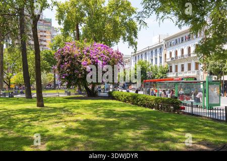 Argentine Cordoue 17 janvier en été la place San Martin au cœur du centre historique est aussi un parc rempli de végétation luxuriante et de fleurs Banque D'Images