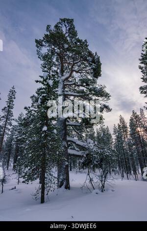 Skieur de fond glissant sur les sentiers enneigés immaculés du parc national Urho Kekkonen pendant l'heure dorée, en Laponie finlandaise Banque D'Images