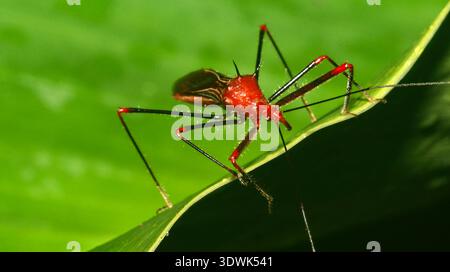 Bug Shield, Chust Bug, Hemiptera, forêt tropicale, bassin de la rivière Napo, Amazonie, Équateur, Amérique Banque D'Images