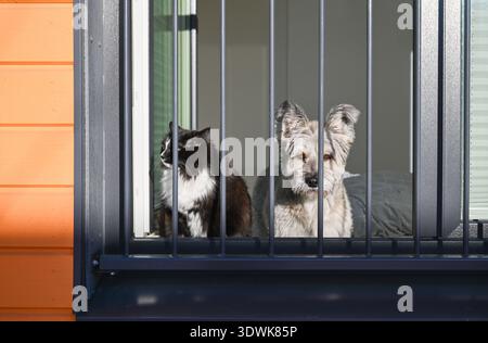 Chat et chien assis ensemble derrière les barres de fenêtre à la maison en plein soleil Banque D'Images