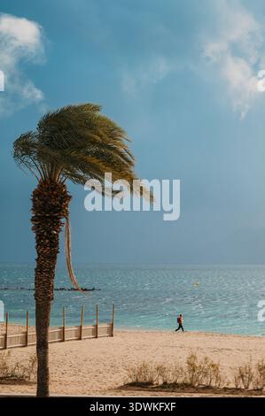 Port de Pollença Beach Palm Tree à vent fort, Majorque Banque D'Images