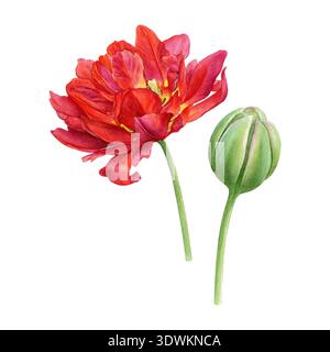 Double tulipe rouge en fleur avec bourgeon vert sur tiges isolé sur fond blanc. Illustration botanique détaillée de l'aquarelle. Idéal pour les tirages Banque D'Images