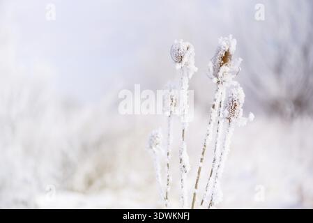 Chardon sec neige plante. La nature en hiver Banque D'Images