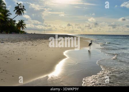 Vue latérale d'un héron debout sur les rives de l'océan Indien, Maldives Banque D'Images
