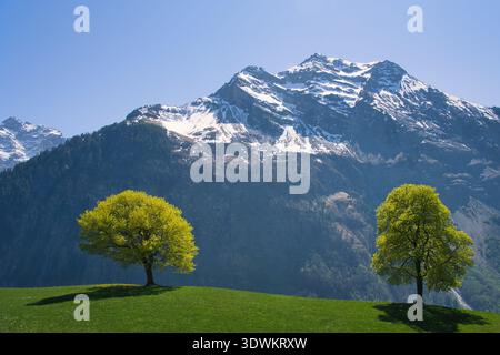 Deux arbres dans un paysage printanier rural avec une montagne enneigée en arrière-plan, Suisse Banque D'Images