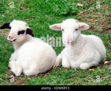 Gros plan de deux agneaux assis sur l'herbe dans un village, Golovo, Mt Zlatibor, Serbie Banque D'Images