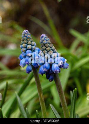 Gros plan sur les pointes florales d'ouverture du Muscari à floraison précoce « Early Bird » Banque D'Images