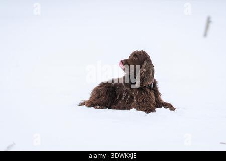 Cocker anglais de couleur foie couché dans la neige, levant les yeux avec la langue dehors un jour d'hiver. Brown English Cocker Spaniel reposant sur un champ enneigé. Banque D'Images