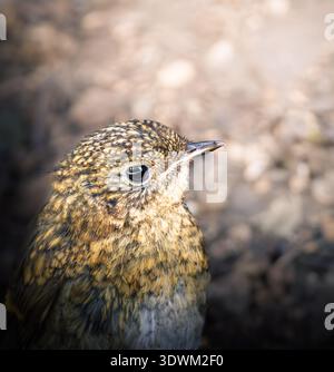 Portrait en gros plan du jeune robin européen (Erithacus rubecula) sur le sol boisé, montrant un plumage brun tacheté et un motif détaillé de plumes. Banque D'Images