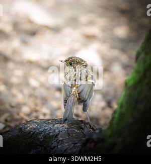 robin européen juvénile perché sur une bûche moussue dans un habitat boisé. Jeune oiseau sauvage photographié de derrière, montrant une plume marbrune tachetée de plumage. Banque D'Images