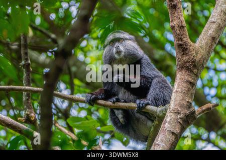 Singe bleu Cercopithecus mitis) perché sur un arbre, Ouganda Banque D'Images