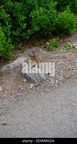 Écureuil doré perché sur un rocher dans le parc national du Mont Rainier, État de Washington, États-Unis. Banque D'Images