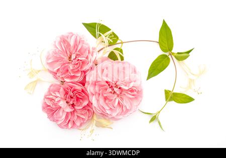 Mise en page créative faite de trois roses roses et chèvrefeuille japonais sur fond blanc. Vue de dessus. Fond floral de printemps ou d'été. Pose à plat Banque D'Images