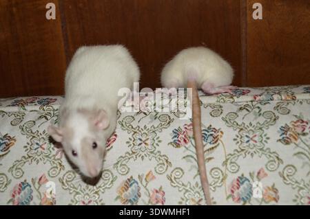 Deux rats sur un canapé. Un gros plan et flou, l'autre, queue dehors tandis que la tête se cachait derrière le canapé Banque D'Images