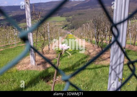 Vue en perspective d'une plantation fruitière professionnelle avec des rangées d'arbres parfaitement droites. Concept de l'agriculture industrielle, l'agriculture de précision, et M. Banque D'Images