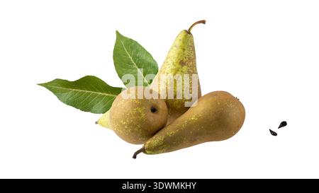 Trois poires brunes vertes fraîches entières mûres Conférence avec des feuilles et des graines isolées sur fond blanc. Fruits sains. Banque D'Images