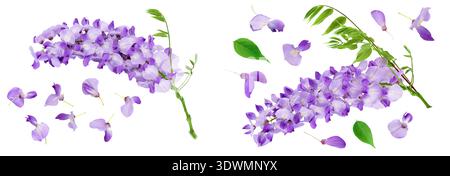 Fleurs wisteria isolées sur fond blanc avec pleine profondeur de champ Banque D'Images