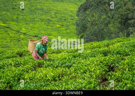 Rwanda, Gisakura, aux abords du parc national de Nyungwe, à Gisakura, de vastes plantations de thé s’étendent à perte de vue Banque D'Images