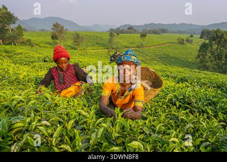 Rwanda, Gisakura, aux abords du parc national de Nyungwe, à Gisakura, de vastes plantations de thé s’étendent à perte de vue Banque D'Images