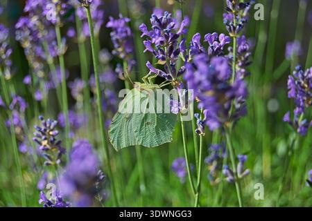 Papillon de brimstone commun (Gonepteryx rhamni) avec des ailes vert pâle reposant sur de la lavande violette dans un jardin ensoleillé. Banque D'Images
