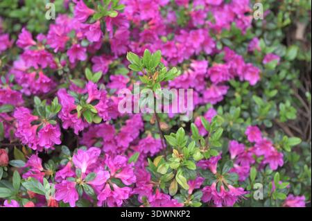 Belles fleurs de rhododendron rouges, buissons rhododendrons luxuriants en fleurs dans le jardin d'été. Banque D'Images