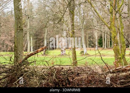 Vue panoramique sur le terrain de golf Downfield à travers la lisière boisée de Templeton Woods, avec des arbres d'hiver et des fairways verdoyants, Dundee, Écosse Banque D'Images