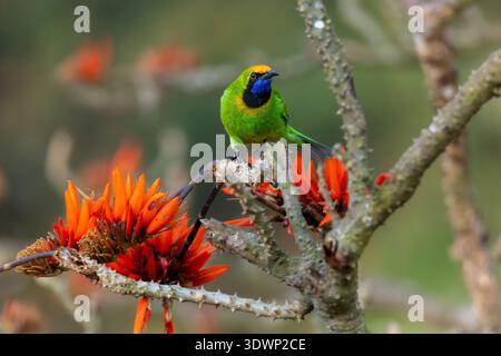 Un Leafbird à front doré perché sur une fleur orange éclatante de la flamme de la forêt Banque D'Images