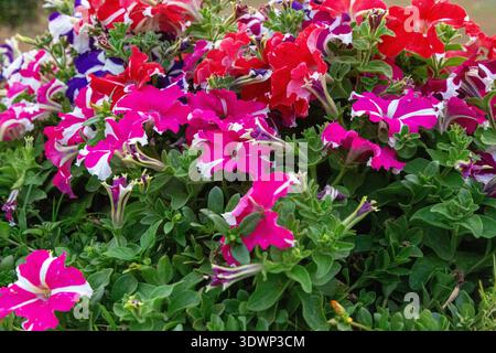 Grappe vibrante de pétunias multicolores dans les tons magenta, rose, violet et blanc, en cascade sur un feuillage vert luxuriant dans un jardin. Banque D'Images