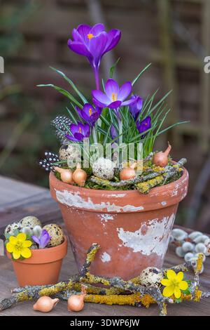 crocus violets dans un pot en terre cuite décoré de brindilles, d'oignons et d'œufs de caille dans le jardin Banque D'Images