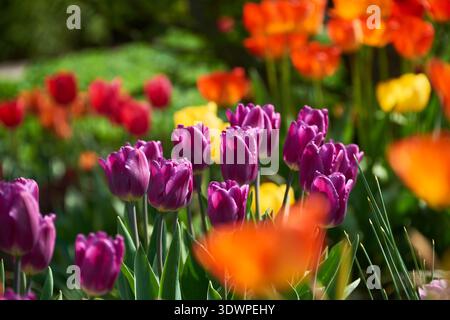 Un bel affichage de tulipes violettes, oranges, rouges et jaunes éclatantes dans un jardin printanier ensoleillé. Le premier plan présente un violet vif Banque D'Images