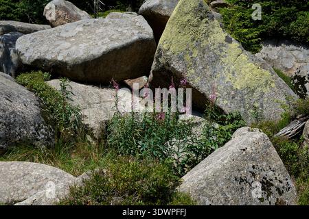 Une scène estivale vibrante mettant en vedette de grands rochers de granit altérés recouverts de plaques de lichen jaune-vert, entrecoupées de végétati vert luxuriant Banque D'Images