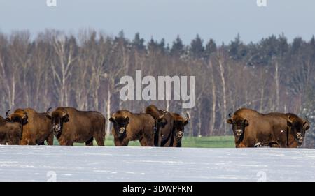 Bison européen marchant à travers un champ couvert de neige, avec une forêt et un ciel dégagé en arrière-plan, montrant la faune en hiver Banque D'Images