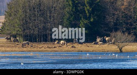 Chevaux sauvages et poneys broutant sur l'herbe sèche près d'une lisière de forêt, avec cygnes et canards nageant dans le lac bleu Banque D'Images