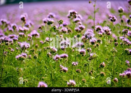 Une vue imprenable en gros plan d'un vaste champ de fleurs violettes vibrantes Phacelia tanacetifolia en pleine floraison, entourées d'un feuillage vert luxuriant. Le soft fo Banque D'Images