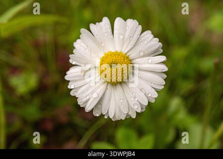 Gros plan d'une Marguerite avec des gouttes de rosée sur des pétales dans un jardin verdoyant Banque D'Images