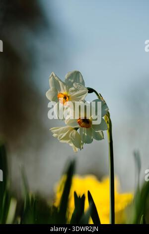 Doux Narcisse brillant dans la lumière du soleil du matin. Fleurs jaunes éclatantes baignade dans une ambiance chaleureuse de lumière du jour Banque D'Images