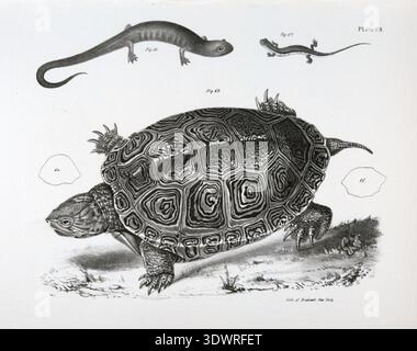 Plaque historique d'histoire naturelle du terrapin lisse (Emys terrapin), montrant le motif détaillé de la coquille et les caractéristiques anatomiques, avec des figures accompagnant la salamandre granulée (Salamandra granulata) et la salamandre rayée (Salamandra bilineata). Illustration gravée tirée de l’étude zoologique de James E. de Kay, publiée à Albany, 1842–1844 Banque D'Images