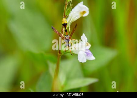Guêpe Poter jaune perchée sur une délicate fleur blanche sauvage Banque D'Images