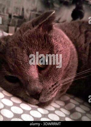Chat gris Moody gros plan dans une faible lumière pour un fond intime de portrait d'animal de compagnie et un design de bannière confortable. Banque D'Images