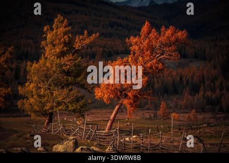 Paysage d'automne avec arbres colorés avec feuillage orange et doré près d'une clôture en bois. Superbe affichage de la nature d'automne dans un cadre de campagne avec des couleurs chaudes. Scène pittoresque tranquille en plein air. Banque D'Images